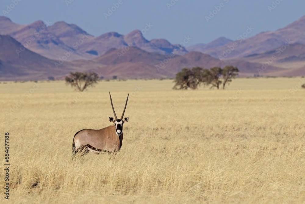 Gemsbok, Oryx gazella large antelope, on the dune escarpment in the Namib Desert in the Namib-Naukluft National Park of Namibia.