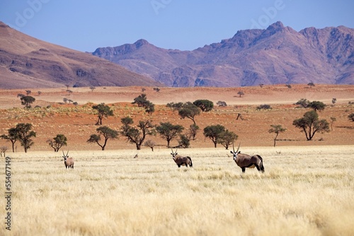 Gemsbok, Oryx gazella large antelope, on the dune escarpment in the Namib Desert in the Namib-Naukluft National Park of Namibia.