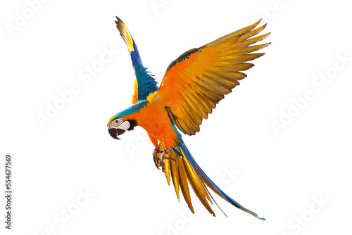 Colorful Blue and gold macaw parrot flying isolated on transparent background. 