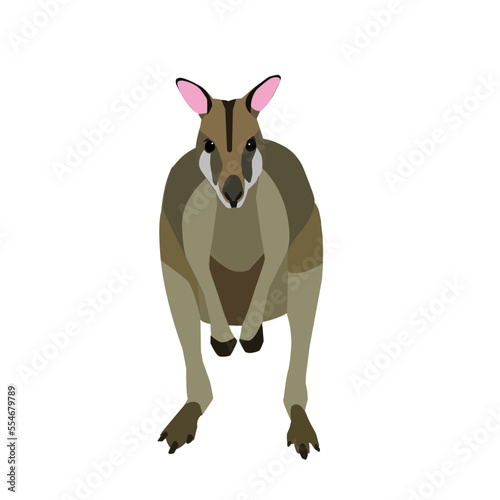 A vector of standing wallaby on white background