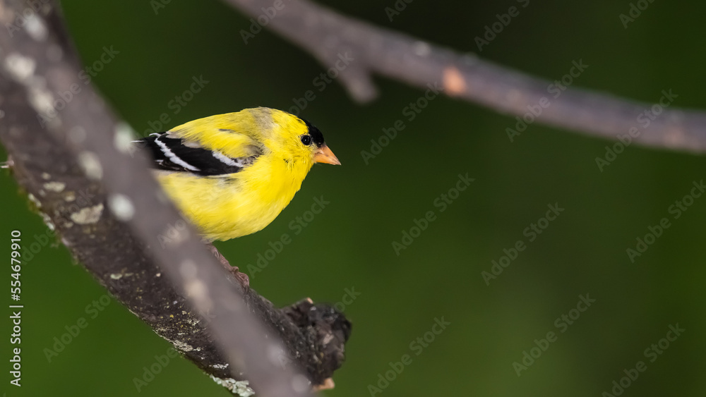 American Goldfinch Perched in a Tree