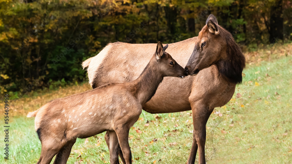 Mother and Calf Elk Grazing Quietly on a Beautiful Autumn Morning Mother and Calf Elk Grazing Quietly on a Beautiful Autumn Morning
