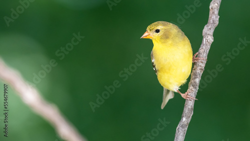 American Goldfinch Perched on a Slender Tree Branch