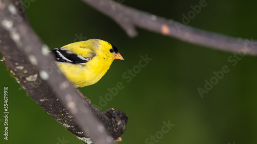 American Goldfinch Perched in a Tree © rck