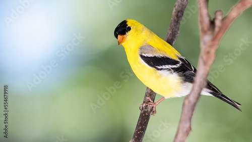 American Goldfinch Perched on a Tree Branch