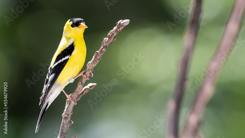 American Goldfinch Resting on a Tree Branch © rck