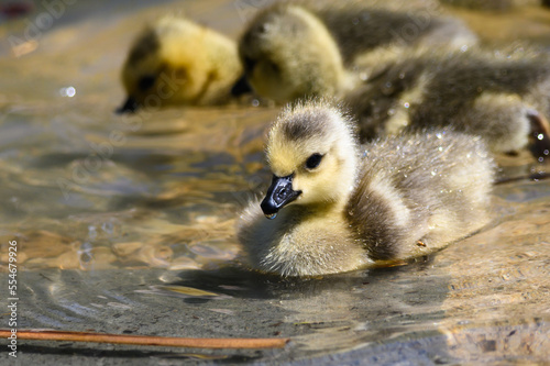 Adorable Newborn Goslings Learning to Swim in the Refreshingly Cool