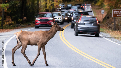 Cautious Elk Crossing a Busy Highway on a Beautiful Autumn Morning