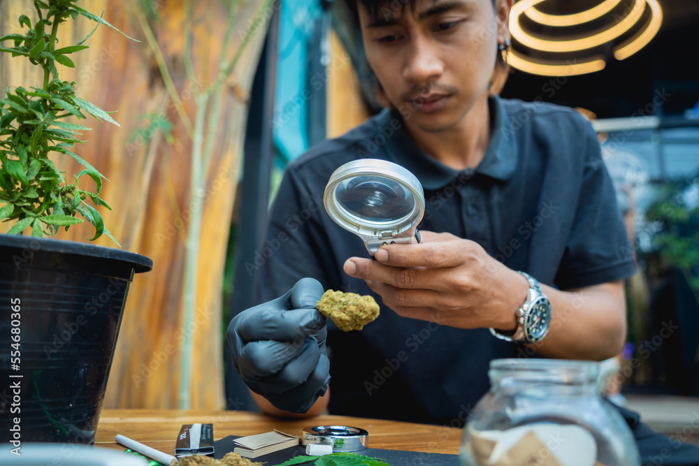 A young man examines under a magnifying glass the joints and buds of medical marijuana
