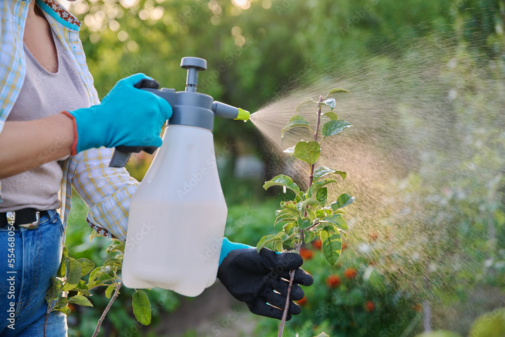 Poster Affiche Woman in garden with spray gun spraying young trees with preparations for diseas 40x26.7 cm