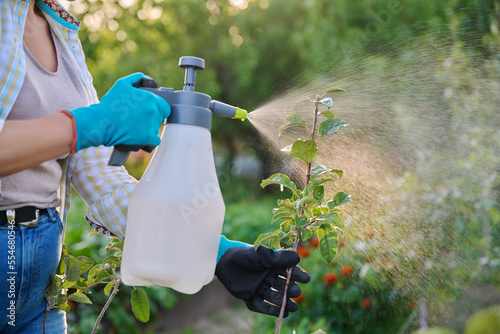 Woman in garden with spray gun spraying young trees with preparations for diseases and pests photo