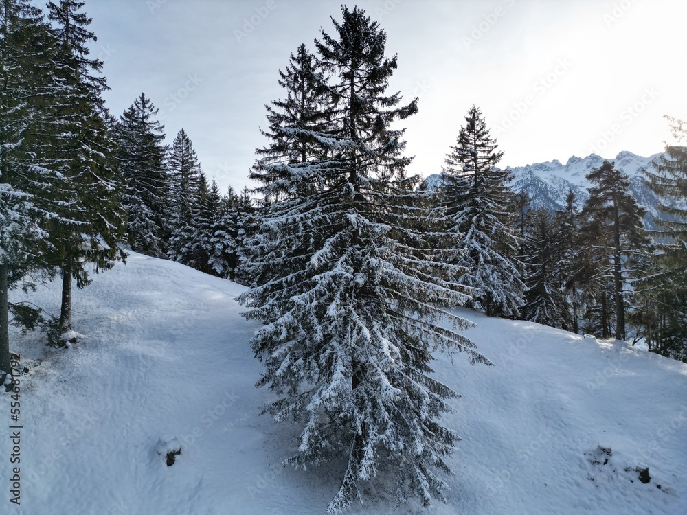 snow covered trees