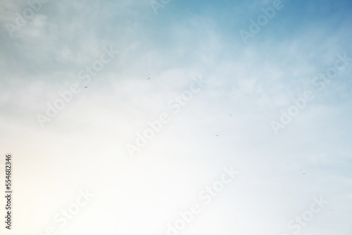 Fototapeta Naklejka Na Ścianę i Meble -  Birds flying in white sky. White background with space for text. Seagulls and flamingos flying in Leucat, France. Narbonnaise Regional Natural Park in the Mediterranean Sea.