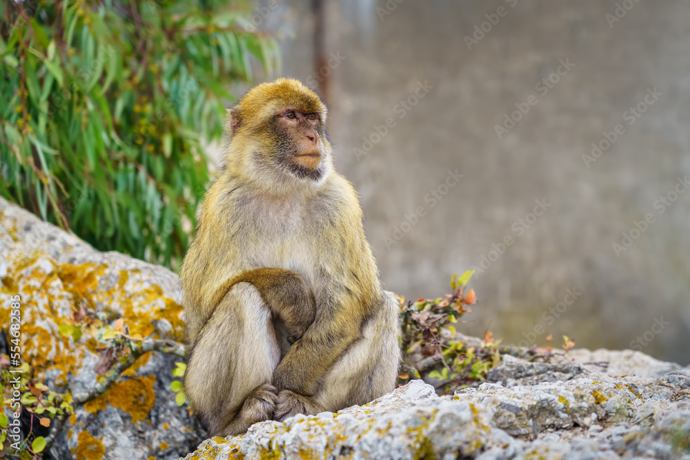 Naklejka premium Gibraltar monkey resting quietly next to the cable car that climbs tourists to the top of the rock.