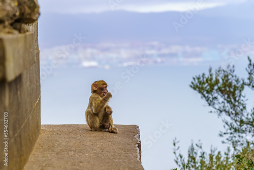Small baby monkey drinks high on the rock of Gibraltar with the bay of Cadiz in the background.