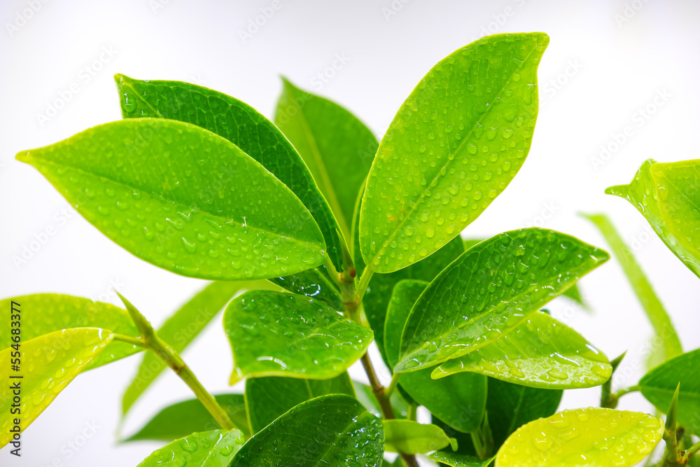 water droplets clinging to the leaves after the rain