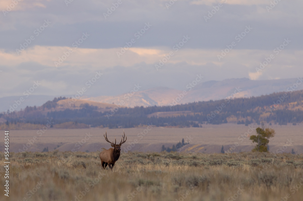 Bull elk During the Rut in Autumn in Wyoming