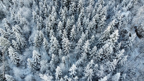 frost im forest, viewing from top on snow covered trees 
