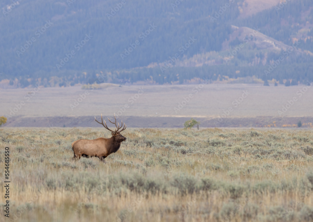 Bull elk During the Rut in Autumn in Wyoming