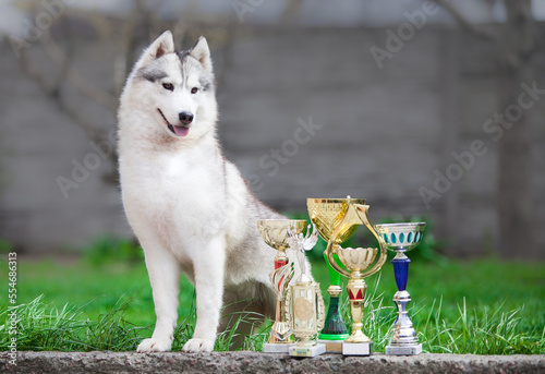 Siberian Husky puppy with a golden cup