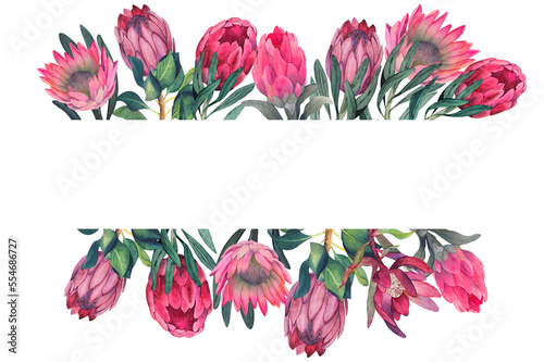 Hand painted watercolor magenta protea flowers border.