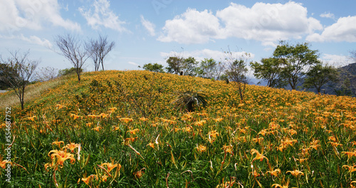 Orange day lily flower field in Taimali Kinchen Mountain in Taitung