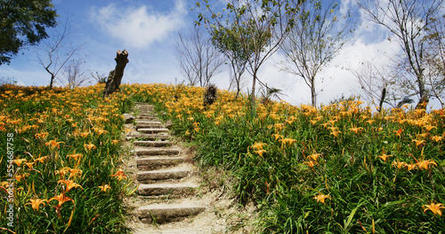 Flower field of beautiful orange daylily in Taimali Kinchen Mountain in Taitung of Taiwan
