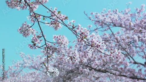 Wallpaper Mural 青空に映える可憐な桜の花 Torontodigital.ca