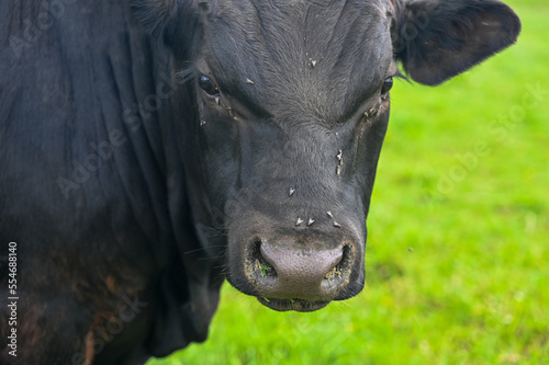 Head of a black cow with many flies