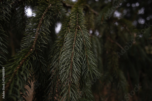 Dark green pine needles close up