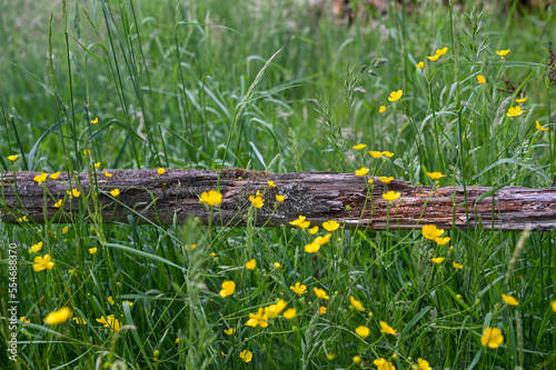 Old rotten wood of a fence on a meadow