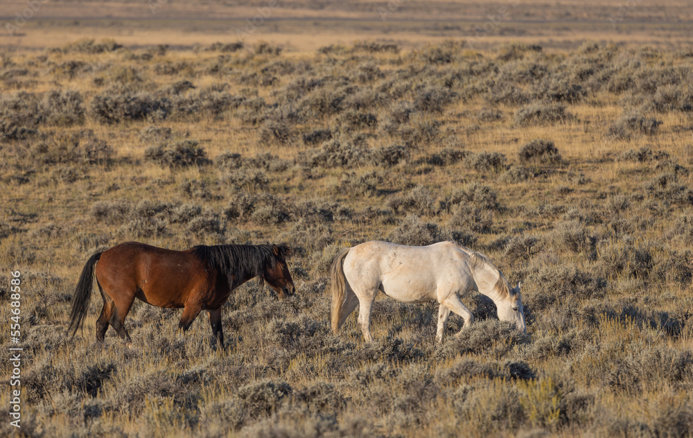 Wild Horses in Autumn in the Wyoming Desert Wild Horses in Autumn in the Wyoming Desert