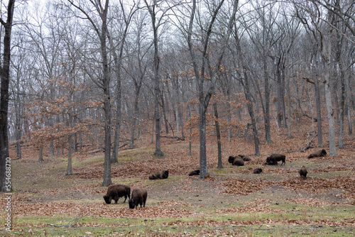Bison grazing and sleeping on a hill in midwest winter