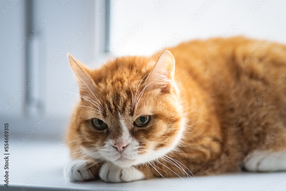 Close-up portrait of a beautiful red domestic cat with natural light.