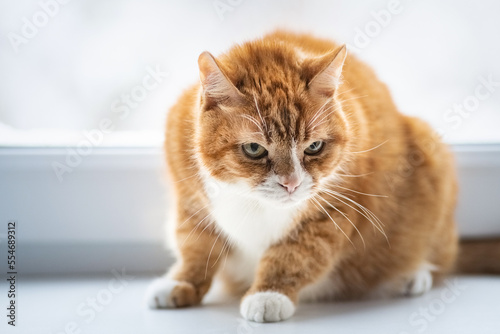 Close-up portrait of a beautiful red domestic cat with natural light.