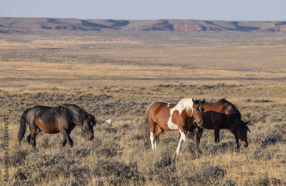 Wild Horses in Autumn in the Wyoming Desert