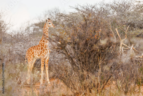 A baby reticulated giraffe  Giraffa camelopardalis reticulata   laikipia  Kenya. 