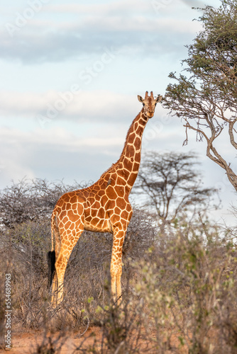 Reticulated giraffe  Giraffa camelopardalis reticulata  looking at the camera  laikipia  Kenya.