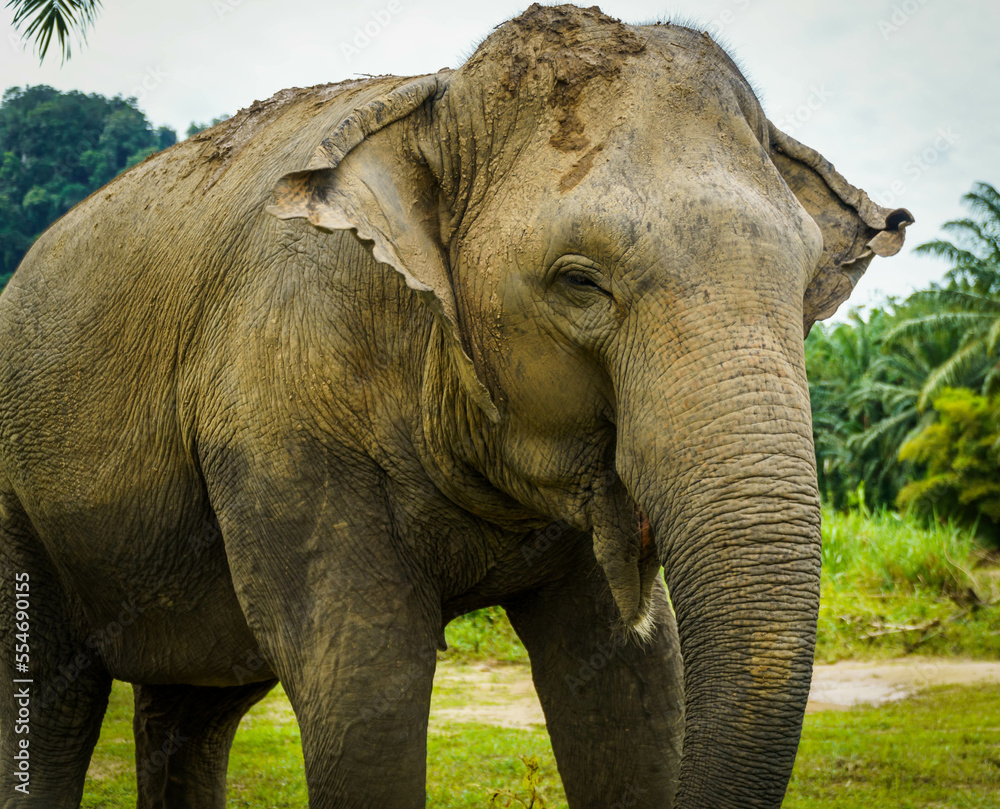 Fototapeta premium Thai elephant sanctuary
