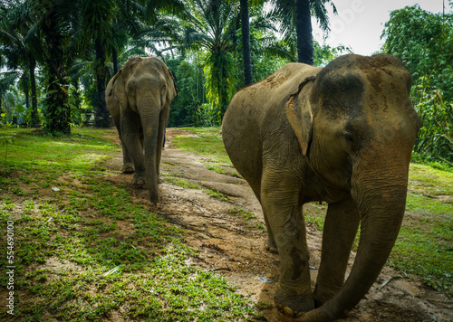 Fotografija Thai elephant sanctuary