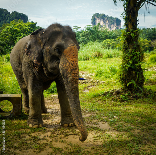 Photography Thai elephant sanctuary