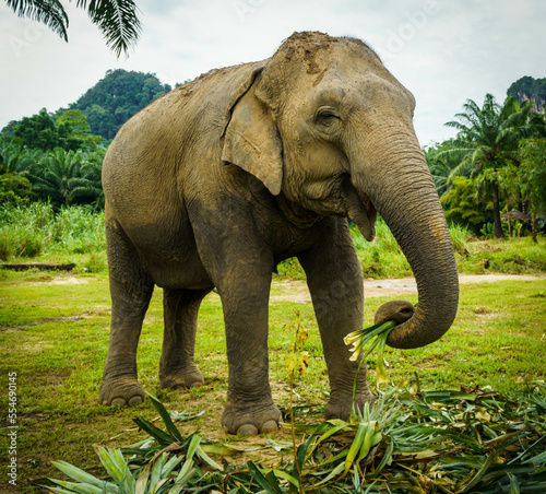 Thai elephant sanctuary