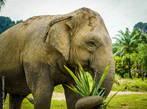 Thai elephant sanctuary

