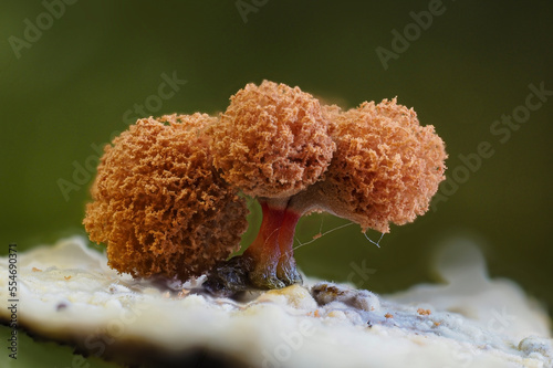 Myxomyceten Fruchtstand photo