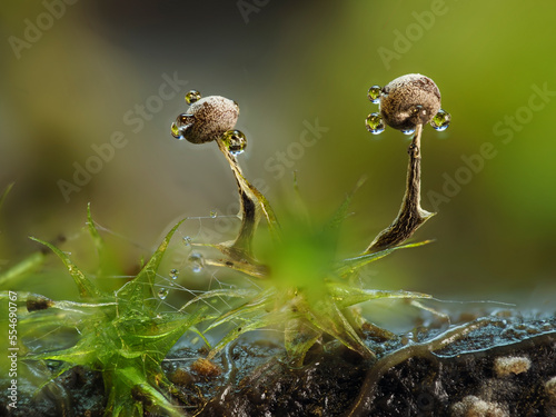 Myxomyceten Fruchtstand © Lothar Lenz