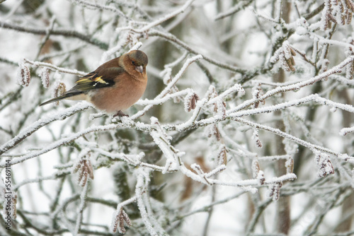 Buchfink  im Winter © Lothar Lenz