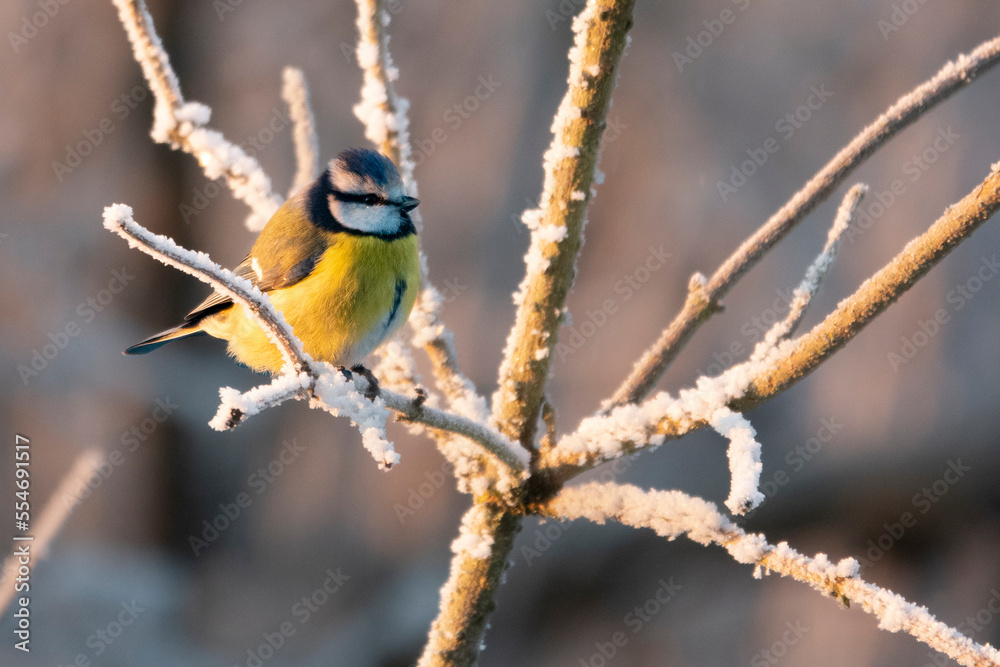 Fototapeta premium Blaumeise im Winter