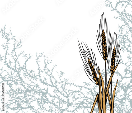 A Bible parable. The grain fell into the thorns. Vector drawing photo