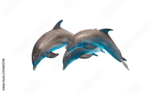 Three dolphins jumping