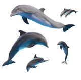 Set of dophins isolated on white, png file 
